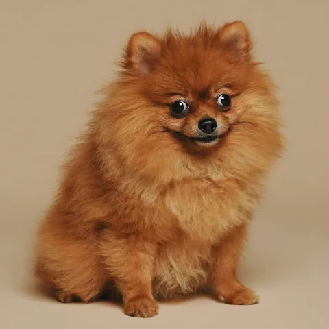 포메라니안