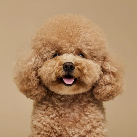 토이푸들